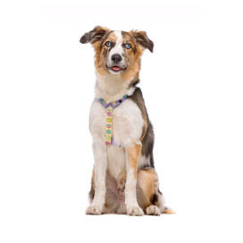 Dukier Smiley Arnes Clasico para Perros Collar, Correa y Arnes Perro Patitas&co