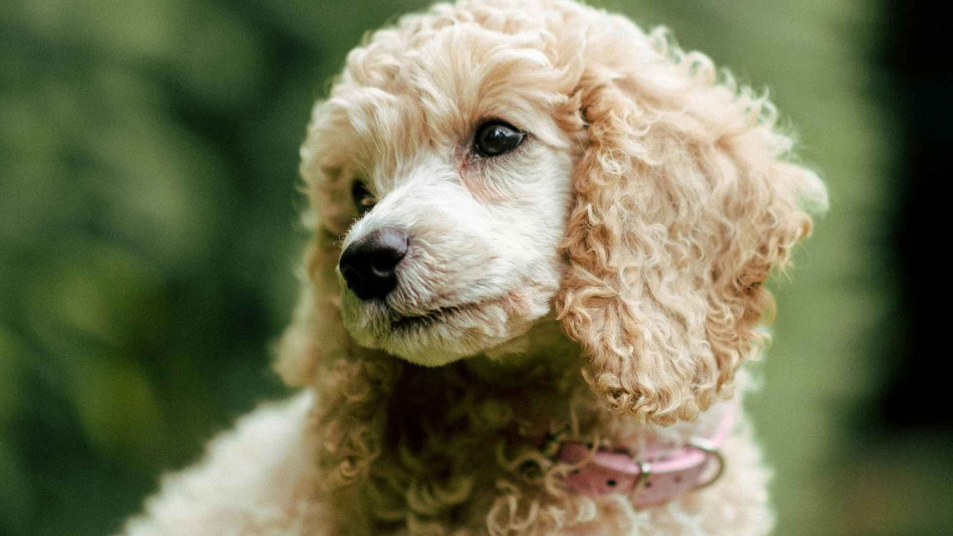 caniche