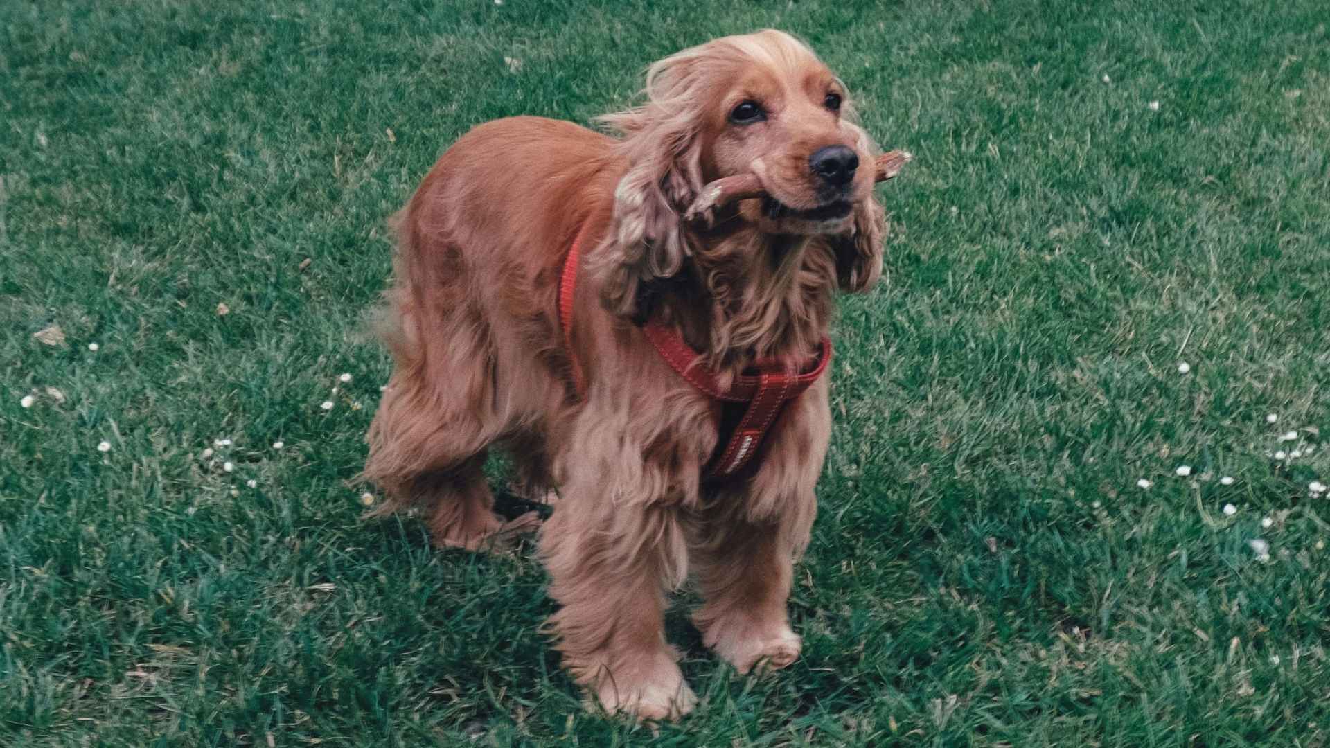 cocker