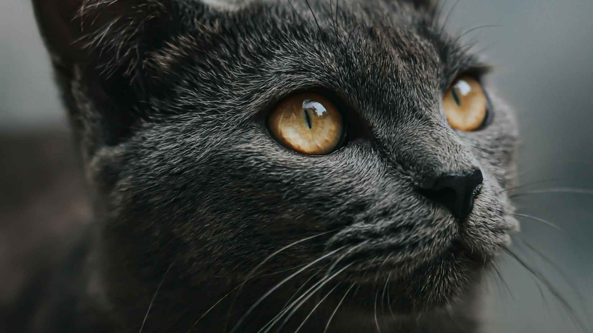 gatito