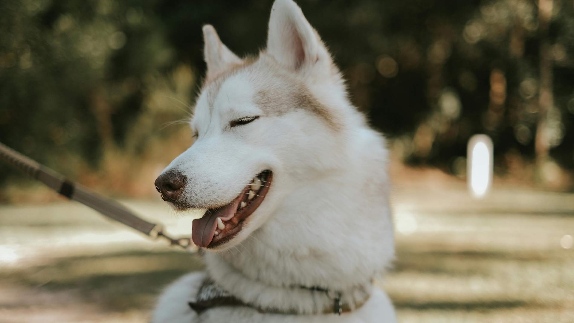 husky
