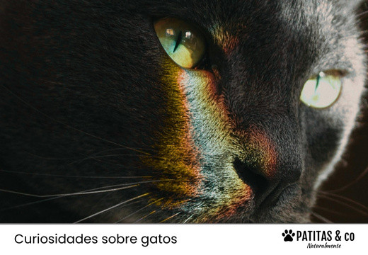 A través de los ojos de un gato: su mundo, sus colores… y tú