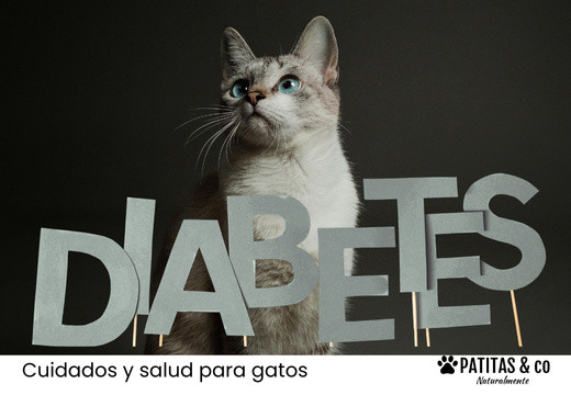 Cuando tu gato es diabético: como ayudarlo sin miedo
