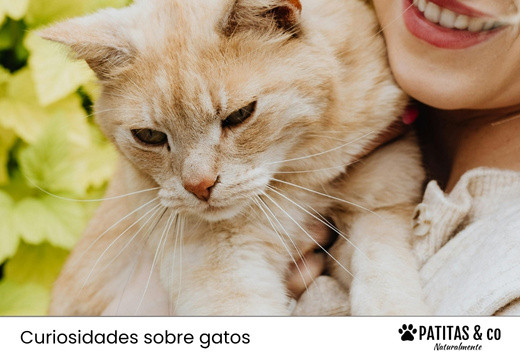¿Cuántos años tiene tu gato en “años humanos”?