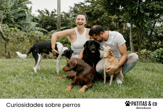 ¿Cuánto vive un perro?¿Se puede alargar su esperanza de vida?