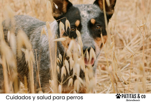 Cómo saber si tu perro tiene una espiga y cómo actuar