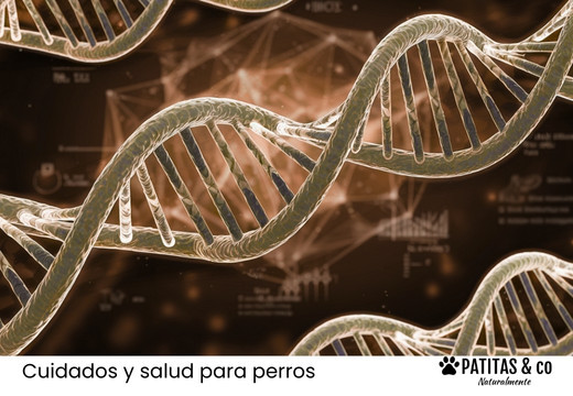 Gen MDR1: la mutación que hace peligrosos ciertos medicamentos en perros