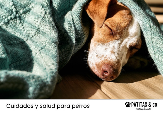 Parvovirus en perros: qué es, síntomas, contagio y tratamiento